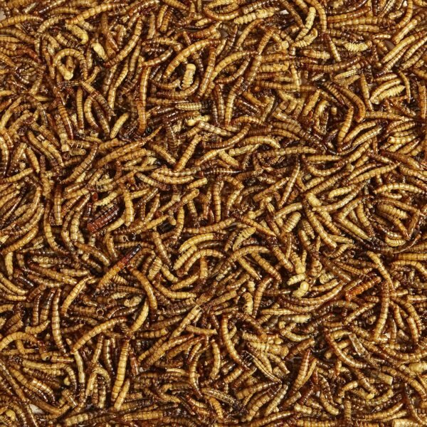 Kaytee Wild Bird Food Mealworms Review High Protein Treat for Bluebirds and Cardinals